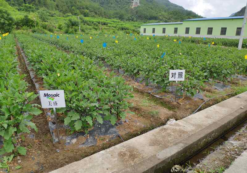 浙農“高山茄子營養(yǎng)解決方案”受到專家及農戶認可