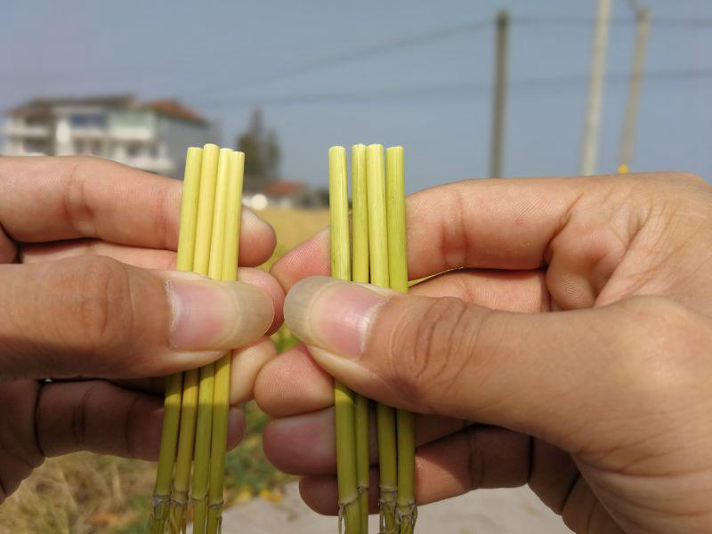 嘉興金惠利召開“雷力2000”觀摩測產(chǎn)會