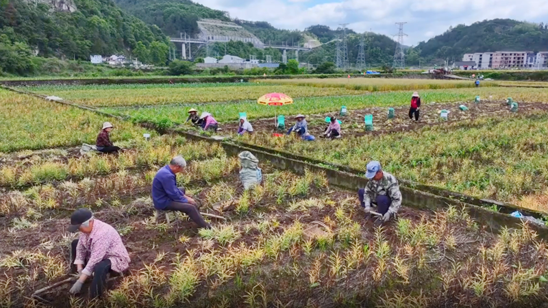 浙貝母中藥材GAP標(biāo)準(zhǔn)化示范基地全面進入采收期