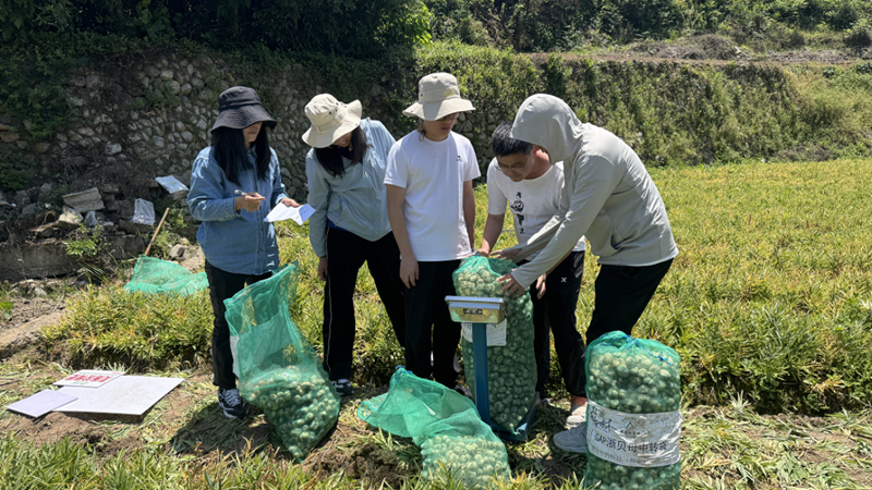 多方協(xié)同開(kāi)展聯(lián)合試驗(yàn) 農(nóng)資農(nóng)技助力中藥材種植提質(zhì)增效