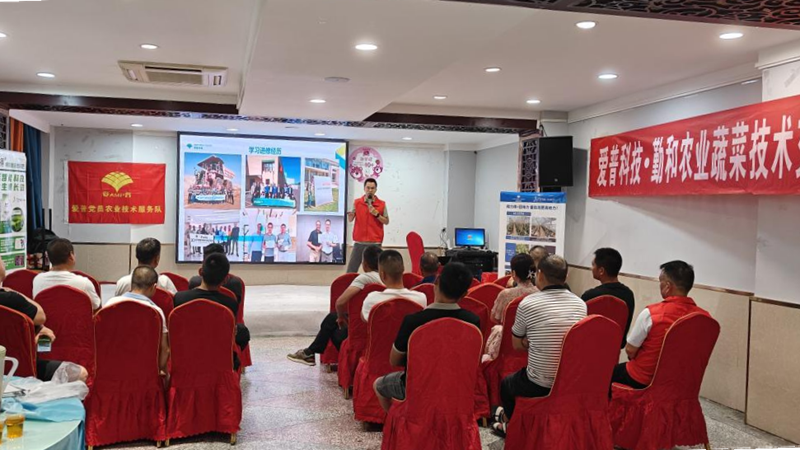 愛(ài)普科技在隨州推廣大棚茄子土壤改良方案